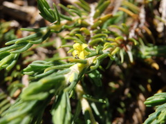 Thymelaea broteriana