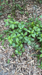 Talinum paniculatum