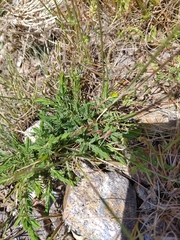 Thymelaea broteriana