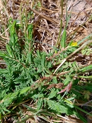Thymelaea broteriana