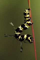 Tinolius eburneigutta