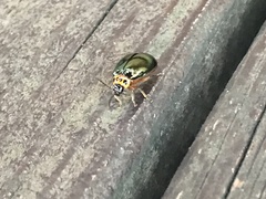 Morphosphaera chrysomeloides