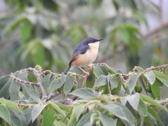 Prinia socialis