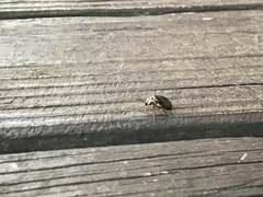 Morphosphaera chrysomeloides