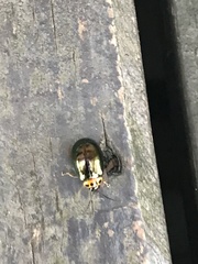 Morphosphaera chrysomeloides