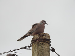 Streptopelia chinensis
