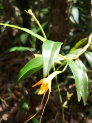 Angraecum mauritianum