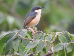 Prinia socialis