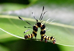 Tinolius eburneigutta