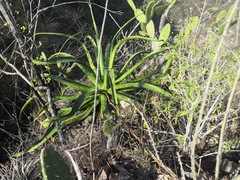Agave vilmoriniana