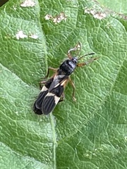 Pirkimerus japonicus