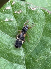 Pirkimerus japonicus
