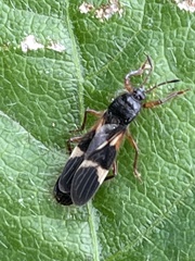 Pirkimerus japonicus
