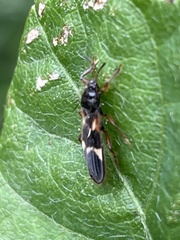 Pirkimerus japonicus