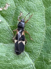 Pirkimerus japonicus