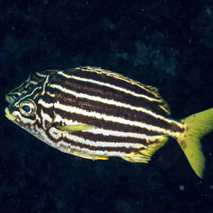 Atypichthys latus