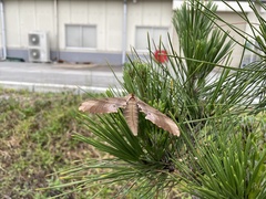 Marumba sperchius sperchius
