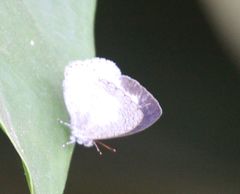 Spalgis lemolea lemolea