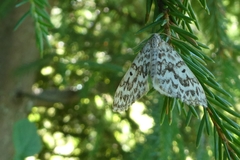 Heterothera serraria