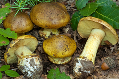 Cortinarius xanthochlorus