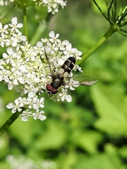 Leucozona laternaria