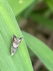 Grapholita delineana