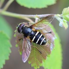 Sericomyia nigra