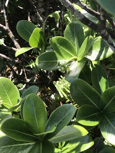Psychotria kaduana