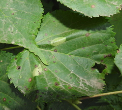 Phyllonorycter issikii