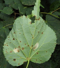 Phyllonorycter issikii