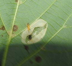 Phyllonorycter issikii