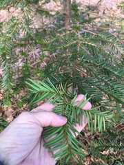 Taxus cuspidata