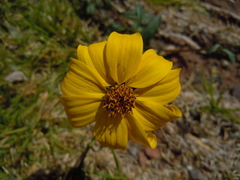 Asteraceae