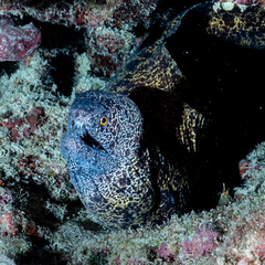 Gymnothorax annasona