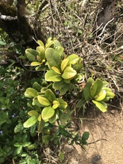 Syzygium sandwicense