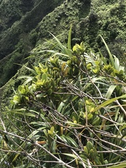 Syzygium sandwicense