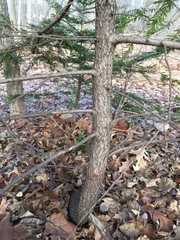Taxus cuspidata