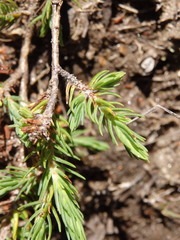 Thymelaea broteriana