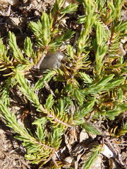 Thymelaea broteriana