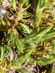 Thymelaea broteriana
