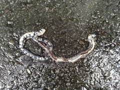 Sinomicrurus sauteri