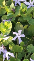 Vinca herbacea