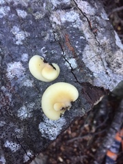 Crepidotus praecipuus