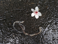 Sinomicrurus sauteri