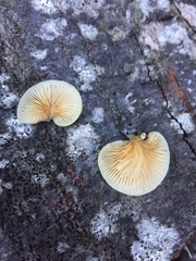 Crepidotus praecipuus
