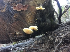Crepidotus praecipuus