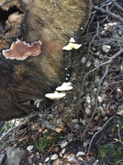 Crepidotus praecipuus