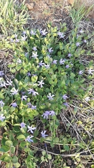 Vinca herbacea