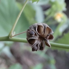 Allowissadula holosericea