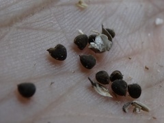 Allowissadula holosericea